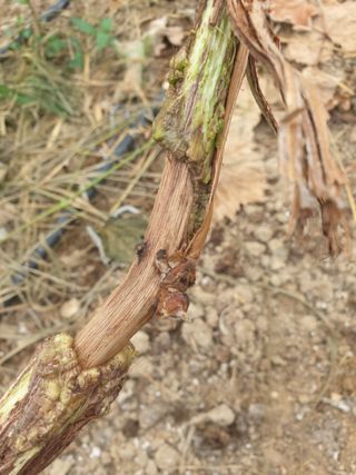 별고개농장님의 포도 · 병해충상담 작성글 사진