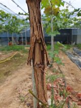 팜모닝 포도·병해충상담 게시글 이미지