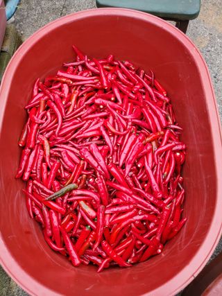 노정태님의 고추 · 수확 작성글 사진