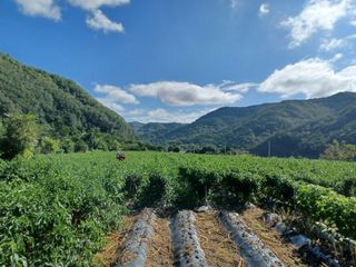 여규엽님의 고추 · 영농일지 작성글 사진