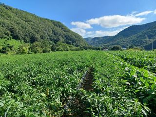 여규엽님의 고추 · 영농일지 작성글 사진