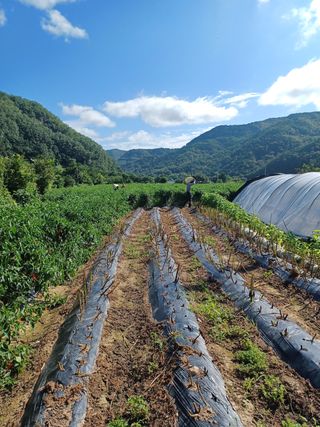 여규엽님의 고추 · 영농일지 작성글 사진