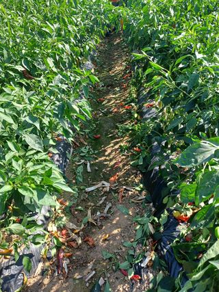 여규엽님의 고추 · 영농일지 작성글 사진