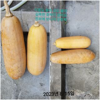 김수연님의 호박 · 자유게시판 작성글 사진