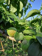 팜모닝 매실·병해충상담 게시글 이미지