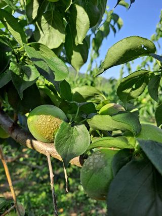 feel0621님의 매실 · 병해충상담 작성글 사진