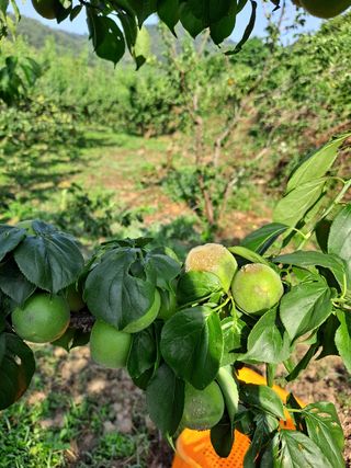 feel0621님의 매실 · 병해충상담 작성글 사진