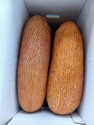 879412님의 오이 · 자유게시판 작성글 사진