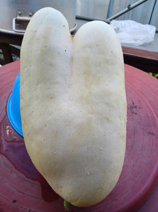 879412님의 오이 · 자유게시판 작성글 사진