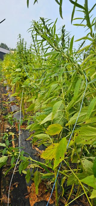 정병화니네농장님의 참깨 · 영농일지 작성글 사진