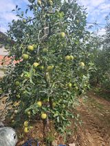 팜모닝 사과·자연재해•동물피해 게시글 이미지