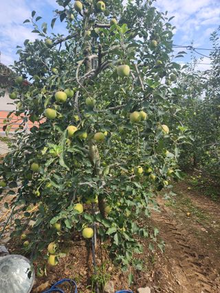 박영석님의 사과 · 자연재해•동물피해 작성글 사진