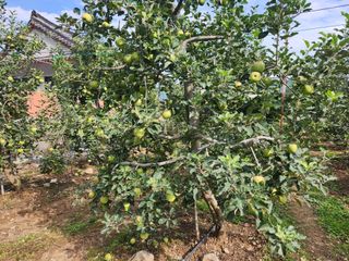 박영석님의 사과 · 자연재해•동물피해 작성글 사진