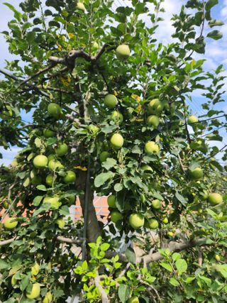 박영석님의 사과 · 자연재해•동물피해 작성글 사진