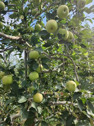 박영석님의 사과 · 자연재해•동물피해 작성글 사진