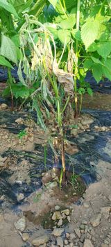 팜모닝 들깨·병해충상담 게시글 이미지