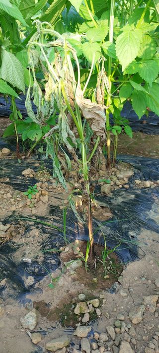 이형모님의 들깨 · 병해충상담 작성글 사진