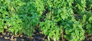 이형모님의 들깨 · 병해충상담 작성글 사진