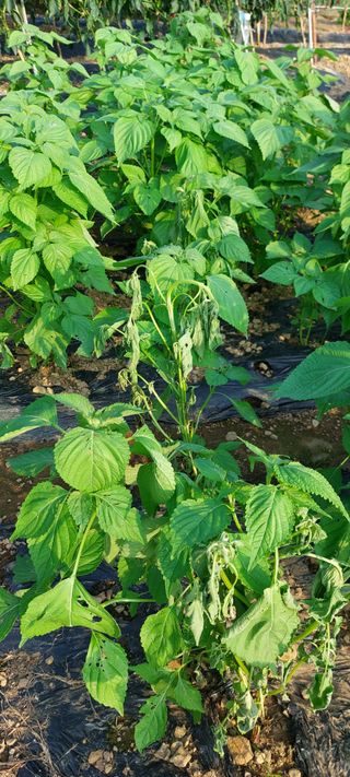 이형모님의 들깨 · 병해충상담 작성글 사진