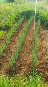 팜모닝 나의 농사 필수품 소개하기·참여글 게시글 이미지