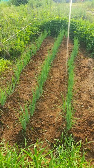 북삼갈메기정환님의 나의 농사 필수품 소개하기 · 참여글 작성글 사진