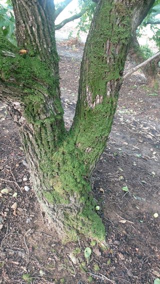 초보농사꾼님의 기타작물 · 자유게시판 작성글 사진