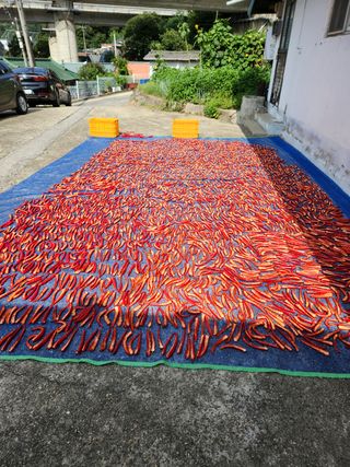 오문섭님의 고추 · 영농일지 작성글 사진