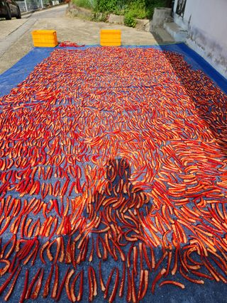 오문섭님의 고추 · 영농일지 작성글 사진