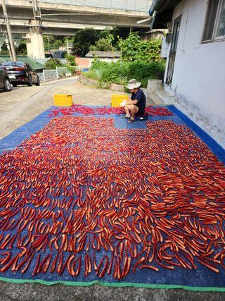 오문섭님의 고추 · 영농일지 작성글 사진