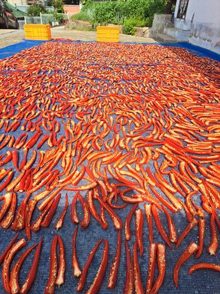 오문섭님의 고추 · 영농일지 작성글 사진