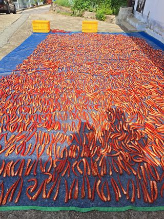 오문섭님의 고추 · 영농일지 작성글 사진