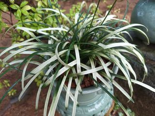 한소현님의 나의 농사 필수품 소개하기 · 참여글 작성글 사진