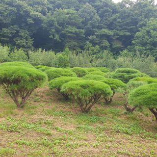 나무의인생과삶님의 나의 농사 필수품 소개하기 · 참여글 작성글 사진