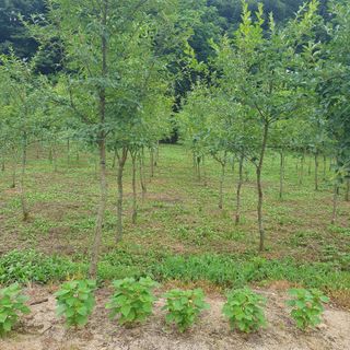 나무의인생과삶님의 나의 농사 필수품 소개하기 · 참여글 작성글 사진