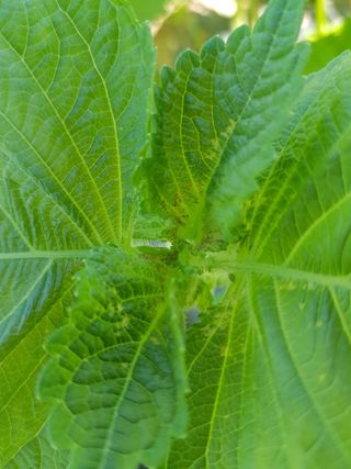 이종명 님의 들깨 · 병해충상담 작성글 사진