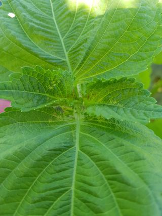 이종명 님의 들깨 · 병해충상담 작성글 사진