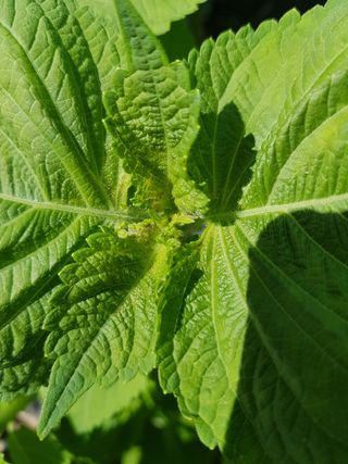 이종명 님의 들깨 · 병해충상담 작성글 사진