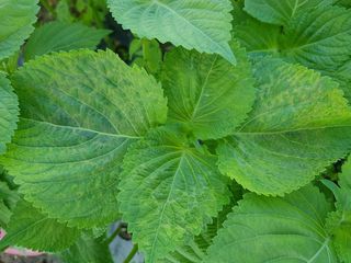 이종명 님의 들깨 · 병해충상담 작성글 사진