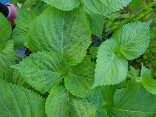 이종명 님의 들깨 · 병해충상담 작성글 사진