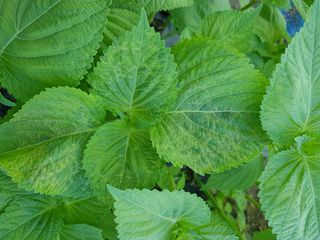 이종명 님의 들깨 · 병해충상담 작성글 사진