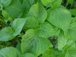 이종명 님의 들깨 · 병해충상담 작성글 사진