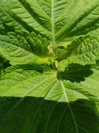 이종명 님의 들깨 · 병해충상담 작성글 사진