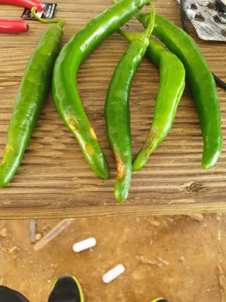 범님의 고추 · 병해충상담 작성글 사진