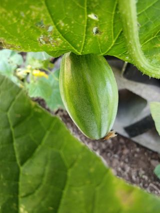 이상애초보농업님의 자유주제 · 자유게시판 작성글 사진