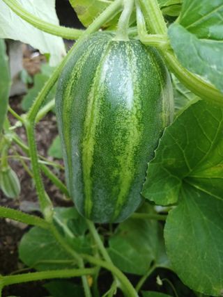 이상애초보농업님의 자유주제 · 자유게시판 작성글 사진