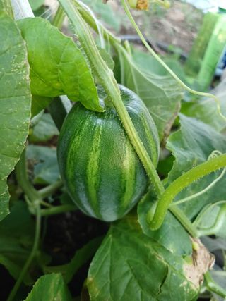 이상애초보농업님의 자유주제 · 자유게시판 작성글 사진