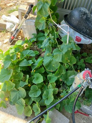 이상애초보농업님의 자유주제 · 자유게시판 작성글 사진