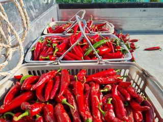 김미경님의 고추 · 수확 작성글 사진