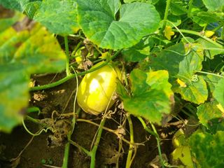 김미경님의 고추 · 수확 작성글 사진