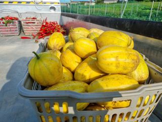 김미경님의 고추 · 수확 작성글 사진